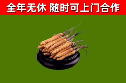 敦化市回收冬虫夏草