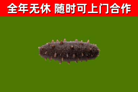 敦化市回收海参干
